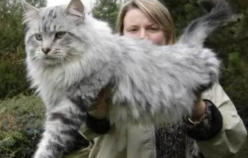 缅因猫最大能长多大