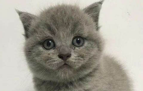 银渐层猫咪有泪痕的原因及处理方法