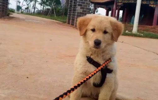 阿拉斯加幼犬感冒流鼻涕吃什么药