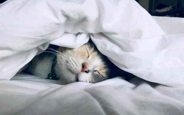 猫咪急性胰腺炎会引起腹水吗