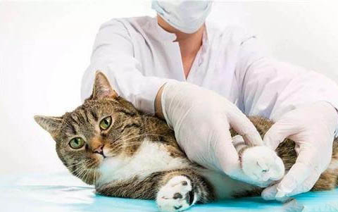 小猫感冒了能自愈吗?