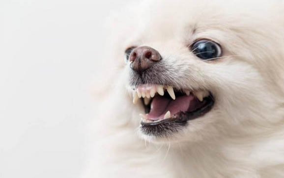 狗狗吐都有哪些原因