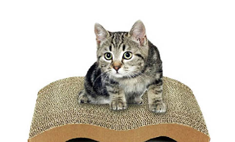 猫咪中暑多久能缓过来
