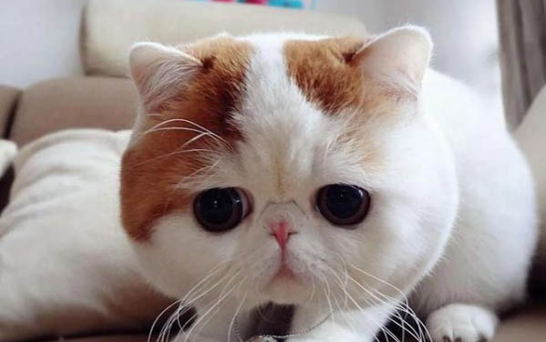 为什么猫咪眼睛有眼屎