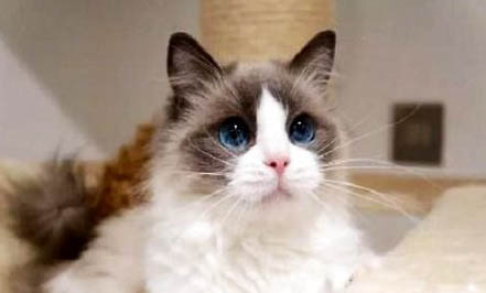 白耳布偶猫为什么便宜？