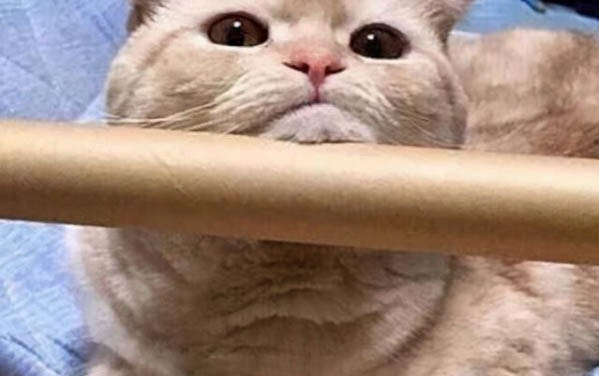 小猫乱拉屎拉尿怎么办
