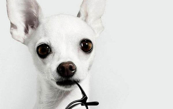 养好吉娃娃犬需要哪些必备物品?