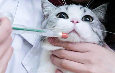 小猫便秘拉不出来怎么帮助它