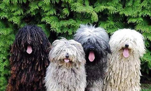可蒙犬为什么不爱吃东西?处理方法和注意事项