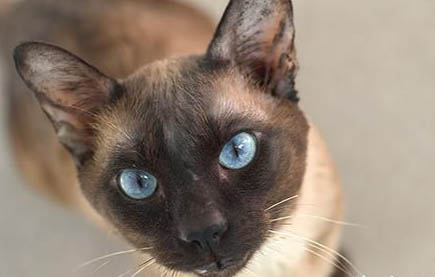 猫咪不吃东西能活多久