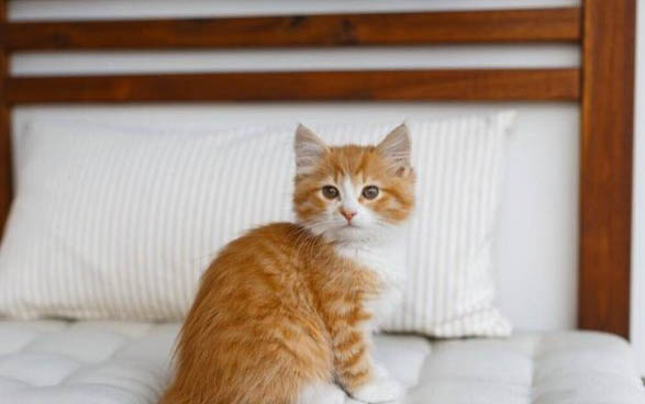 猫咪吃米饭会有什么影响