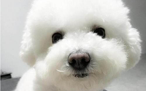 狗狗肠鸣是什么原因引起的