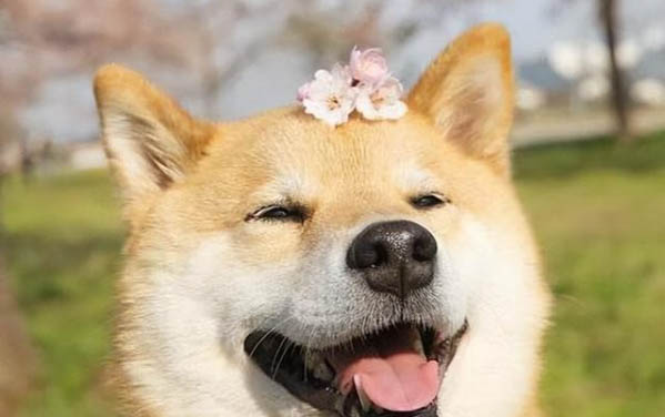狗狗钩虫病有什么症状