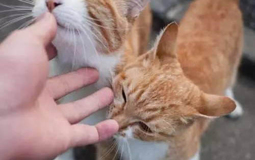 猫咪适合吃什么淡水鱼