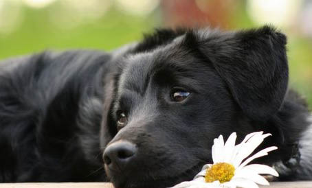 拉布拉多和德牧杂交幼犬好吗
