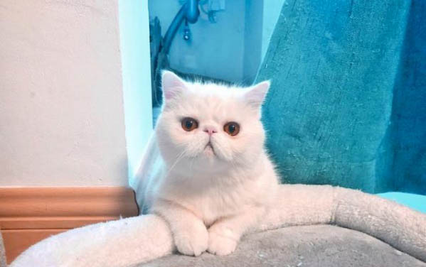 猫三联可以自己在家打吗