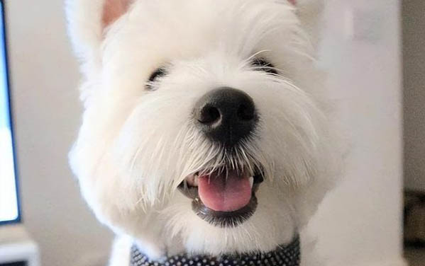 狗狗怎么分辨公母