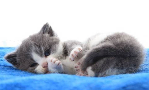 猫咪寄养不吃饭