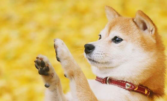 柴犬会不会掉毛？