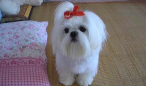 西施犬有狂犬病毒能活多久