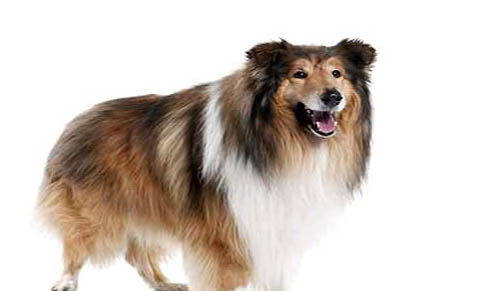 苏格兰牧羊犬患皮肤病的症状及原因