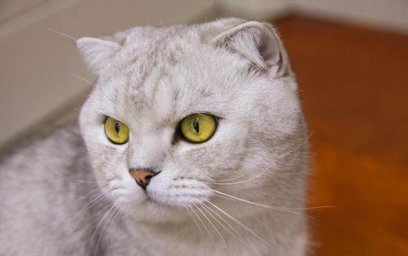 小猫假死一般多久