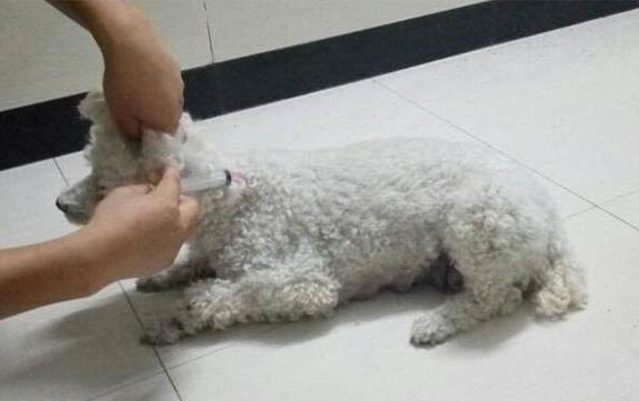 泰迪狗的狗粮如何保温好