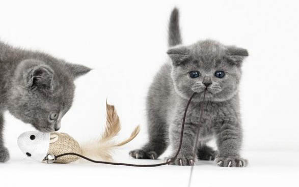 猫多大可以打疫苗,小猫多大打第一针疫苗