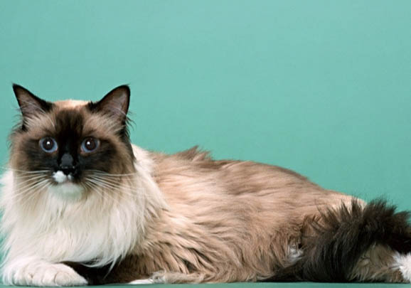 伯曼猫的性格特征
