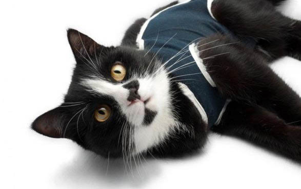 二个月猫刚到新家该怎么照顾