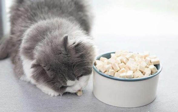猫不能吃的食物有哪些?
