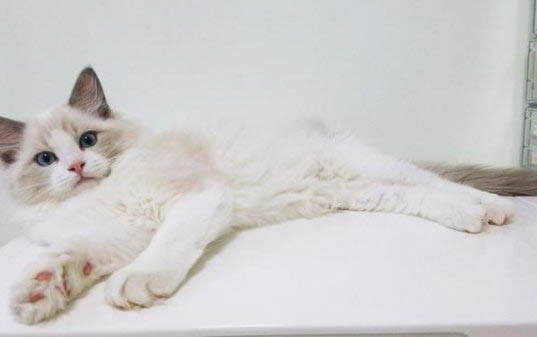 宠物猫流眼泪是什么原因,偶尔打喷嚏正常吗