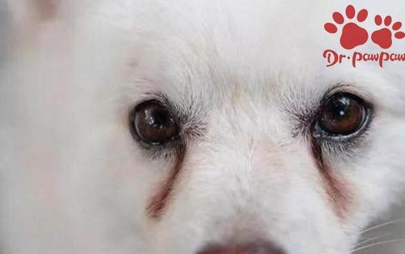 狗尿道感染小便失禁