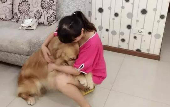 金毛配种多久能看出来