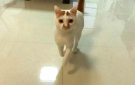 小猫猫瘟临死前身体的反应