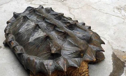 大鳄龟能深水养吗