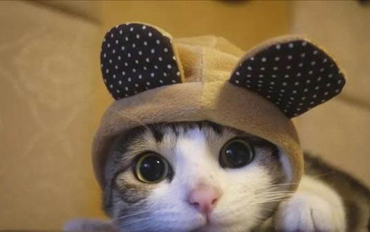 小猫睁眼后多久能看见东西