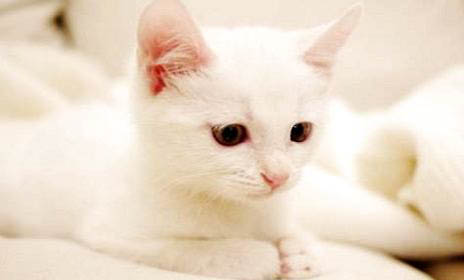 小土猫需要打疫苗吗