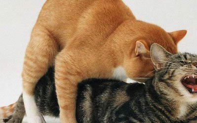 为什么做生意不宜养猫咪呢