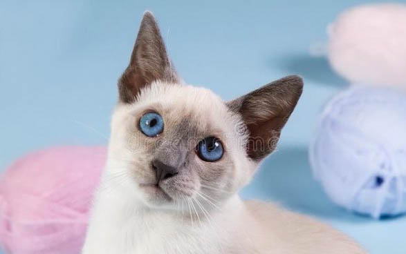 小猫一直叫个不停是怎么回事?