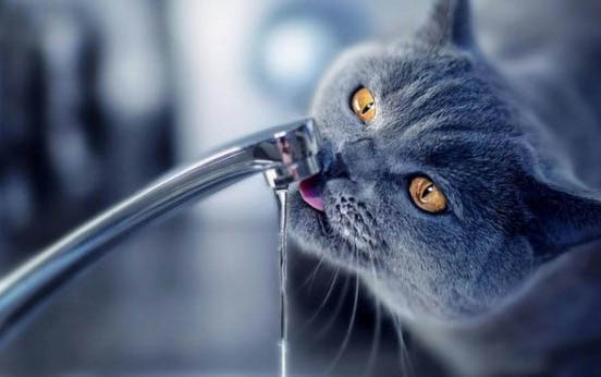 什么猫最聪明呀