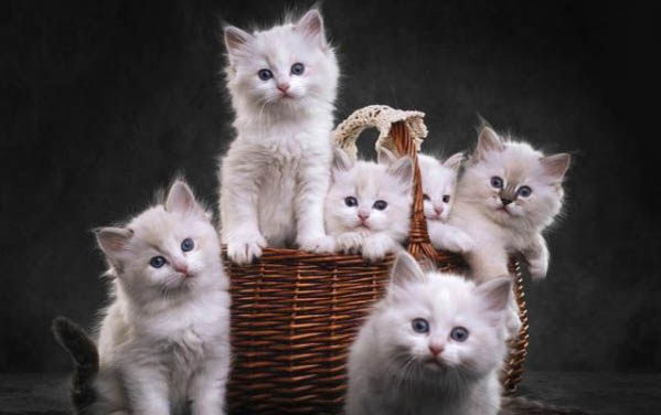 猫中毒后多久算是度过危险期