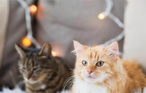 猫咪便中有血怎么回事