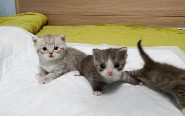 饲养小猫注意事项