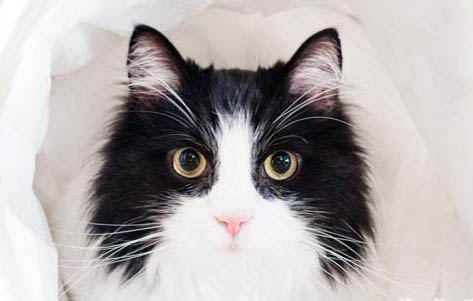 猫咪离开后为什么老是叫个不停
