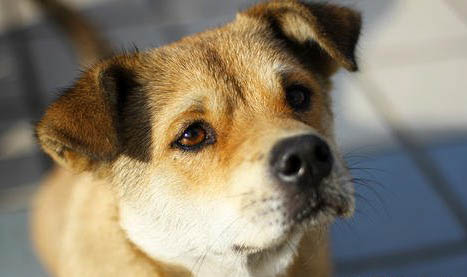 中华田园犬有哪些品种