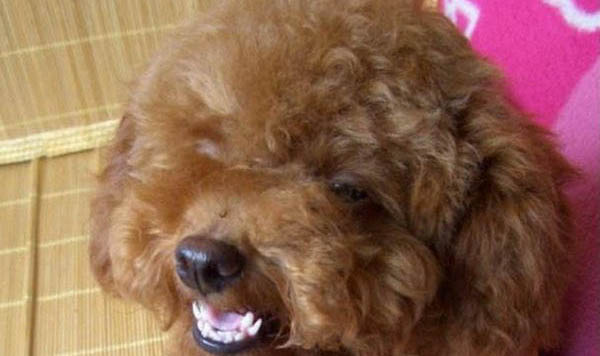 狗狗吃了就原样吐了
