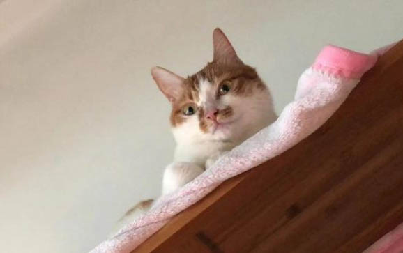 猫咪故意在床上小便的原因