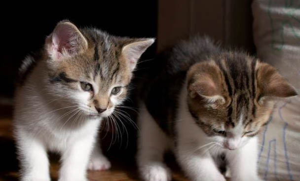 胰腺炎猫咪可以吃营养膏吗