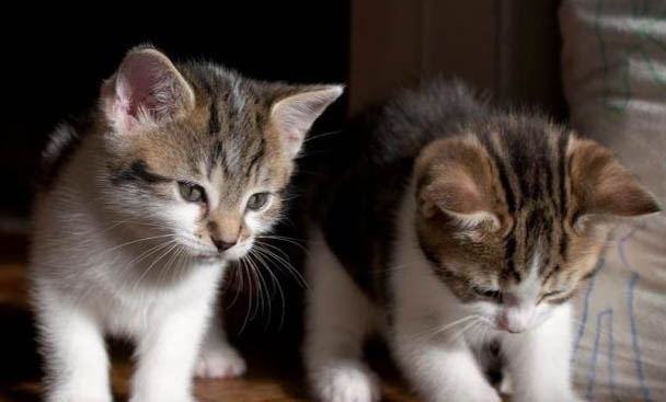 4个月的猫咪一般多重